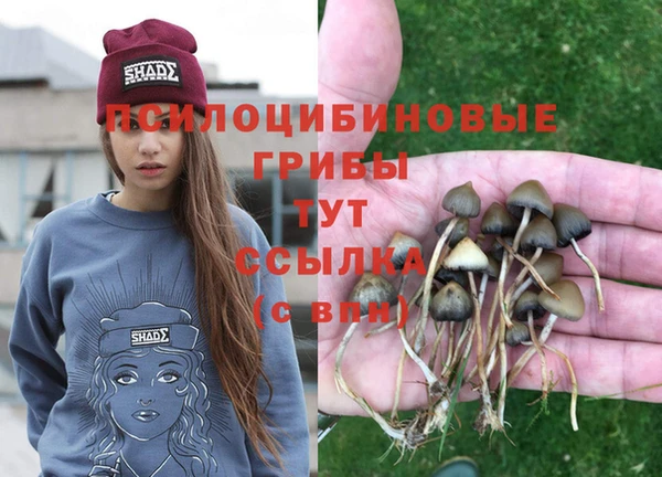 прущие грибы Балабаново